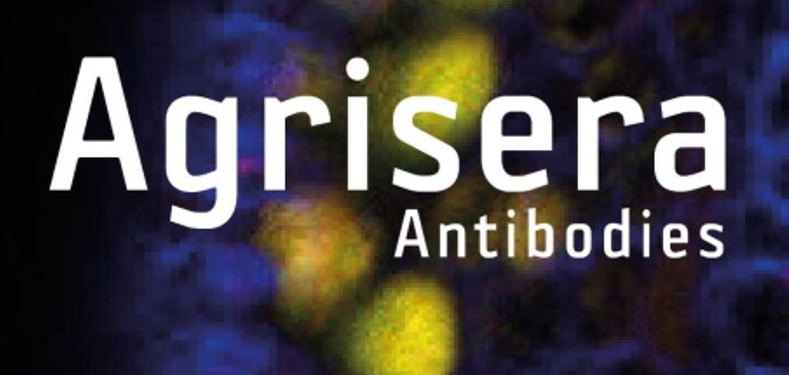 Agrisera植物細(xì)胞壁相關(guān)抗體，開學(xué)季促銷啦！